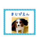 ベターのスタンプ2（個別スタンプ：2）