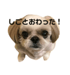 シーズーのらんちゃん➁（個別スタンプ：3）