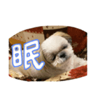 シーズーのらんちゃん➁（個別スタンプ：5）
