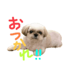 シーズーのらんちゃん➁（個別スタンプ：6）