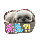 シーズーのらんちゃん➁（個別スタンプ：7）