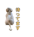 シーズーのらんちゃん➁（個別スタンプ：8）