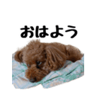 トイプードルのさぶちゃん（個別スタンプ：1）