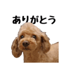 トイプードルのさぶちゃん（個別スタンプ：2）