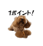 トイプードルのさぶちゃん（個別スタンプ：6）
