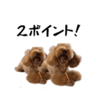 トイプードルのさぶちゃん（個別スタンプ：7）