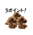 トイプードルのさぶちゃん（個別スタンプ：8）
