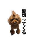 トイプードルのさぶちゃん（個別スタンプ：9）