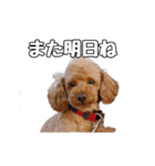 トイプードルのさぶちゃん（個別スタンプ：11）