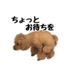 トイプードルのさぶちゃん（個別スタンプ：13）