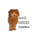 トイプードルのさぶちゃん（個別スタンプ：16）