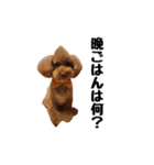 トイプードルのさぶちゃん（個別スタンプ：17）