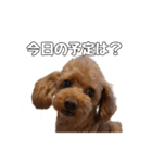 トイプードルのさぶちゃん（個別スタンプ：19）