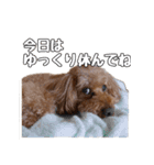トイプードルのさぶちゃん（個別スタンプ：20）