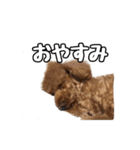 トイプードルのさぶちゃん（個別スタンプ：21）
