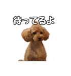 トイプードルのさぶちゃん（個別スタンプ：22）
