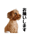 トイプードルのさぶちゃん（個別スタンプ：24）
