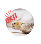 オカメインコちゃんず（個別スタンプ：1）