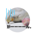 オカメインコちゃんず（個別スタンプ：2）