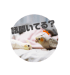 オカメインコちゃんず（個別スタンプ：3）