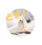 オカメインコちゃんず（個別スタンプ：4）