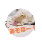 オカメインコちゃんず（個別スタンプ：5）