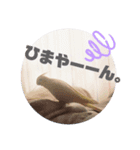 オカメインコちゃんず（個別スタンプ：6）