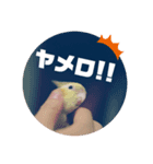 オカメインコちゃんず（個別スタンプ：7）