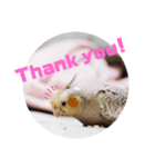 オカメインコちゃんず（個別スタンプ：8）