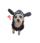 我が家のびびさん。（個別スタンプ：4）
