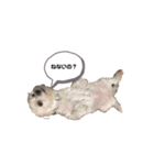 我が家のびびさん。（個別スタンプ：5）