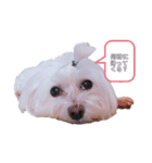 我が家のびびさん。（個別スタンプ：6）