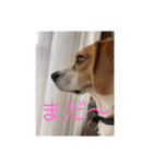 カワイイ❤️ワンコ（個別スタンプ：12）