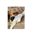 カワイイ❤️ワンコ（個別スタンプ：13）