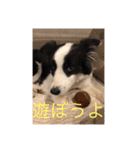 カワイイ❤️ワンコ（個別スタンプ：15）