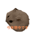 もふもふハムスター（個別スタンプ：2）