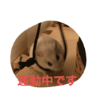 もふもふハムスター（個別スタンプ：6）