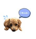 サンタ＆ダッフィー 2（個別スタンプ：13）