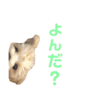 サンタ＆ダッフィー 2（個別スタンプ：15）