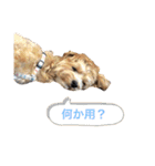 サンタ＆ダッフィー 2（個別スタンプ：20）