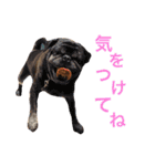 サンタ＆ダッフィー 2（個別スタンプ：24）