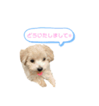 サンタ＆ダッフィー 2（個別スタンプ：34）
