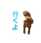 サンタ＆ダッフィー 2（個別スタンプ：37）