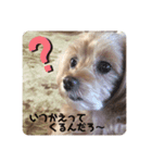 愛犬ハナちゃん一言スタンプ（個別スタンプ：1）