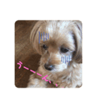 愛犬ハナちゃん一言スタンプ（個別スタンプ：2）