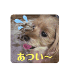 愛犬ハナちゃん一言スタンプ（個別スタンプ：3）