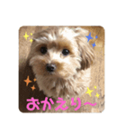 愛犬ハナちゃん一言スタンプ（個別スタンプ：4）
