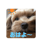 愛犬ハナちゃん一言スタンプ（個別スタンプ：6）