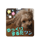 愛犬ハナちゃん一言スタンプ（個別スタンプ：7）
