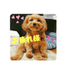 愛犬ハナちゃん一言スタンプ（個別スタンプ：8）